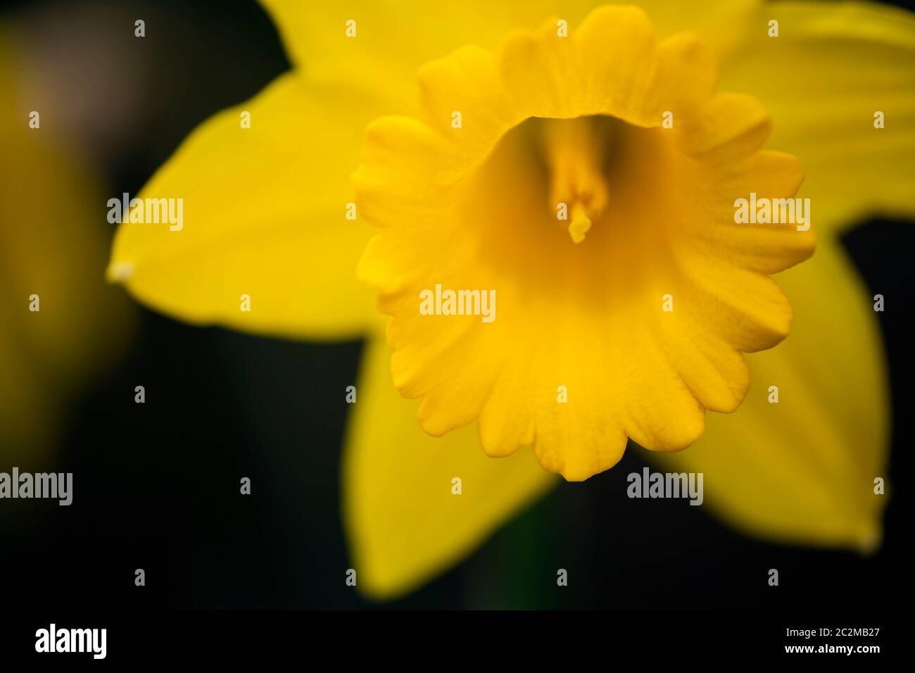 WA16868-00...WASHINGTON - Daffodil blüht Anfang März im Washington Park Arboretum in Seattle. Stockfoto
