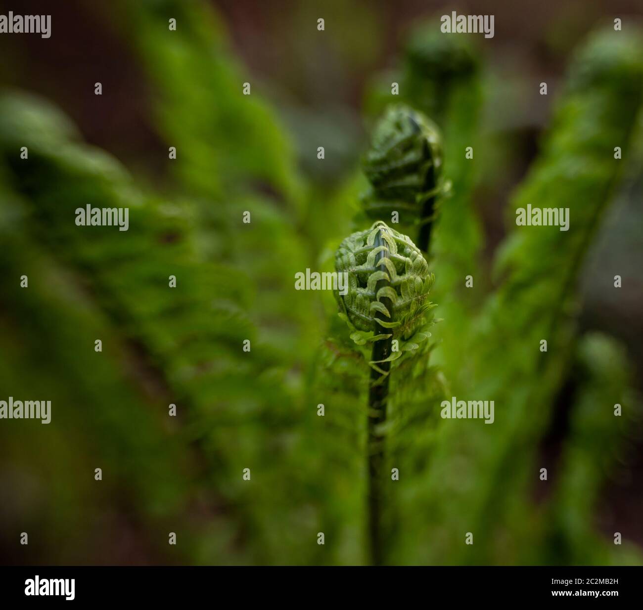 WA16872-00...WASHINGTON - gewellter Geigenkopf auf einem Farn, der sich im späten Winter im Washington Park Arboretum in Seattle entfaltet. Stockfoto