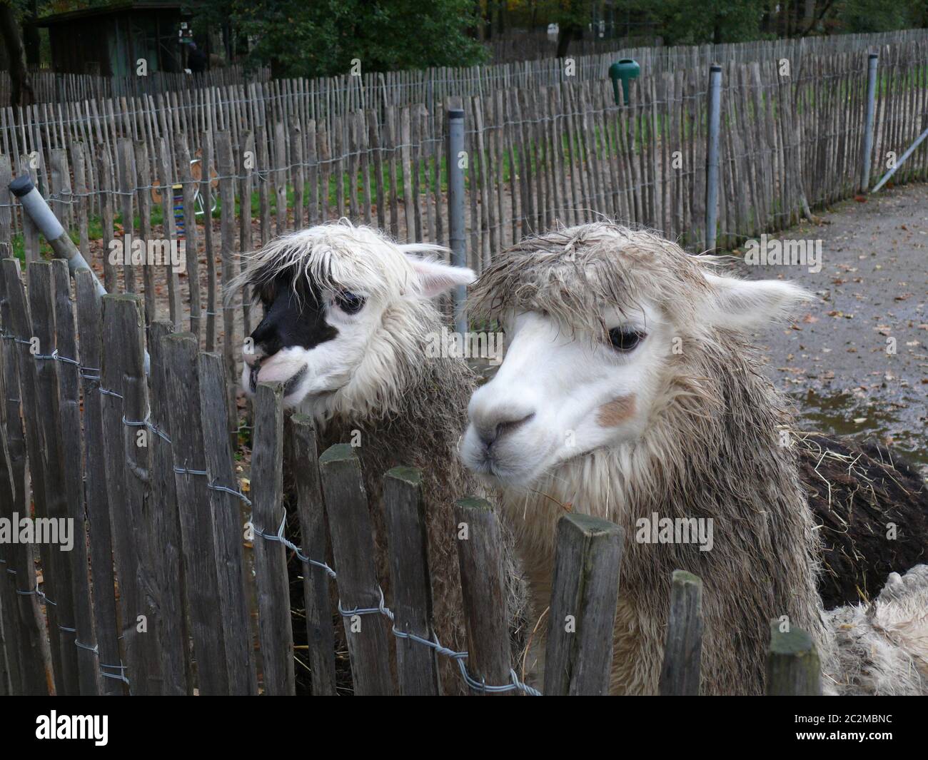 Lamas in einem Gehäuse Stockfoto
