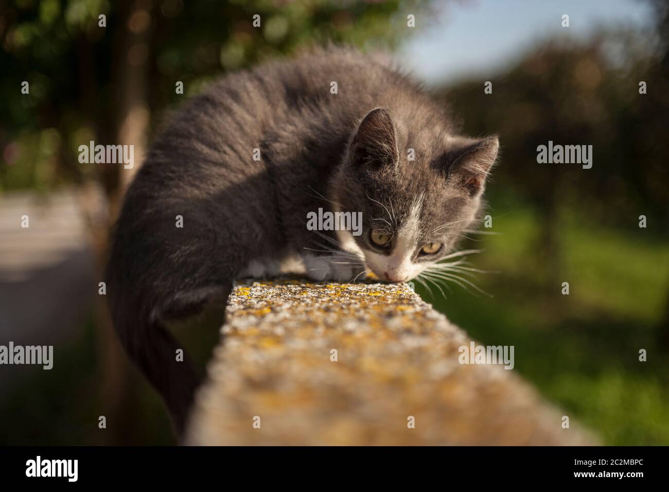Kleine Welpen gi Katze sitzt an der Wand beim Schnüffeln am Boden das Gebiet um ihn herum zu studieren: typische Verhaltensweisen, die der Katze Katzen wissen das Stockfoto