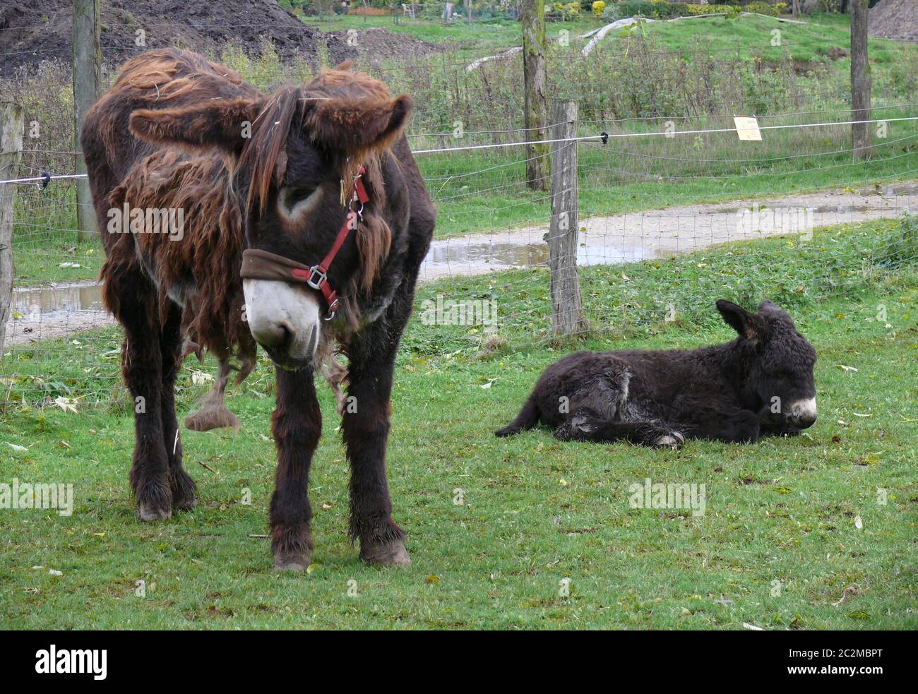 Esel mit schlafenden Fohlen auf einer Wiese Stockfoto