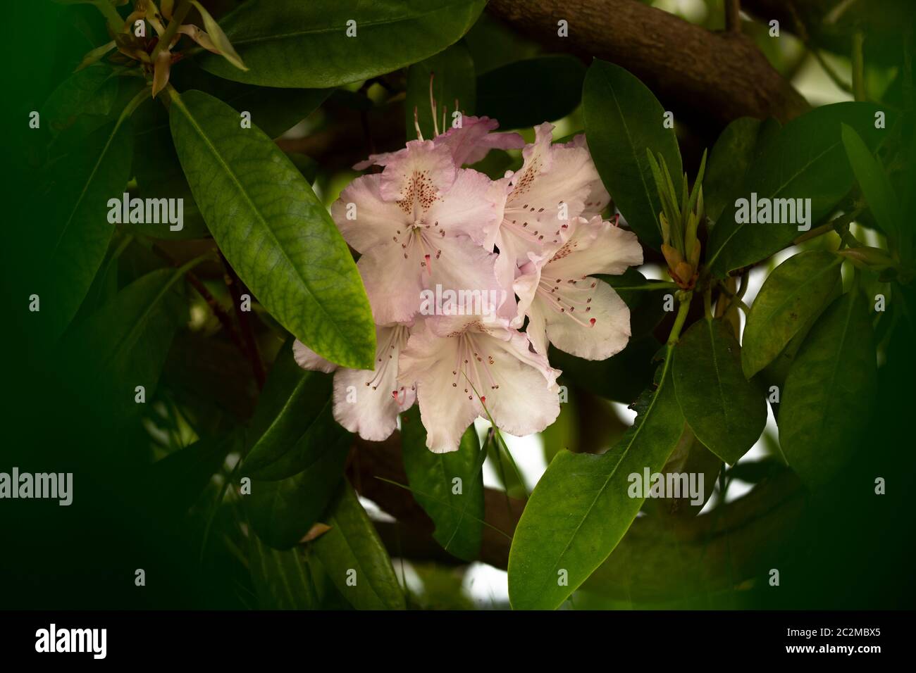 WA16907-00...WASHINGTON - EIN Rhododendron beginnt zu blühen. Stockfoto