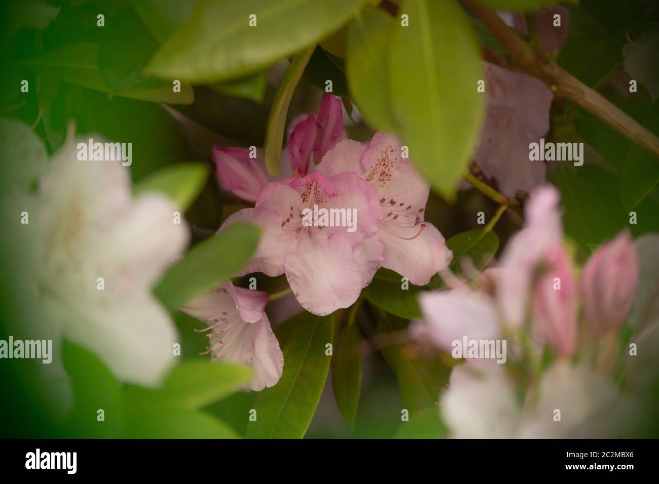 WA16908-00...WASHINGTON - EIN Rhododendron beginnt zu blühen. Stockfoto