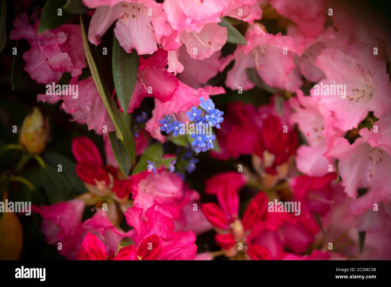 WA16909-00...WASHINGTON - EINE blaue Blume, die in einen blühenden Rhododendron-Busch wächst. Stockfoto
