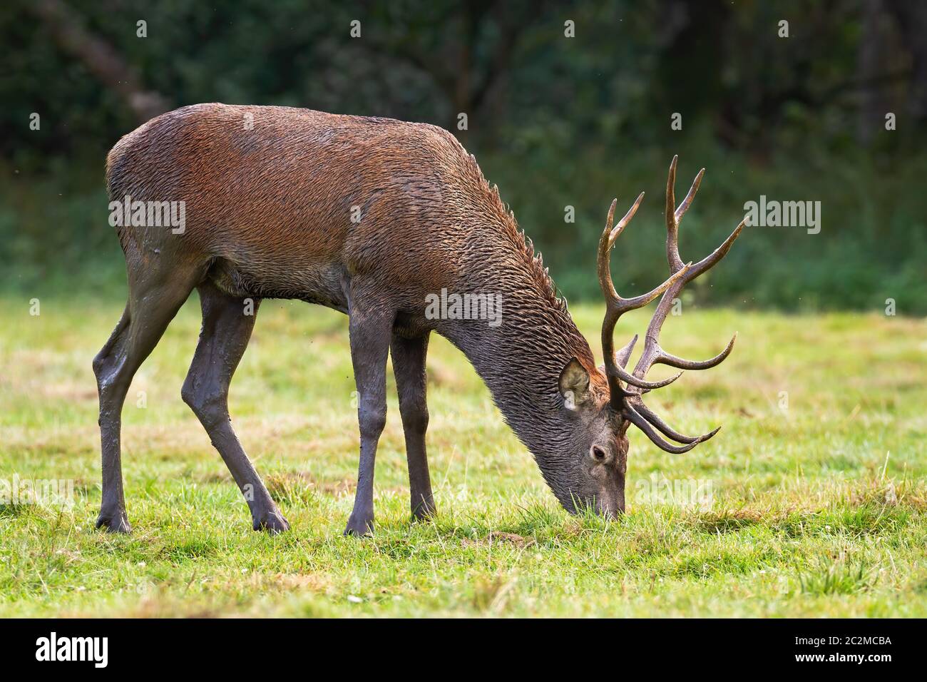 Elegante Rotwild Hirsch, Cervus elaphus, Beweidung auf nahrhaften saftiges Gras auf einer frischen, grünen Wiese. Wilde säugetier Verfütterung in der Wildnis. Stockfoto