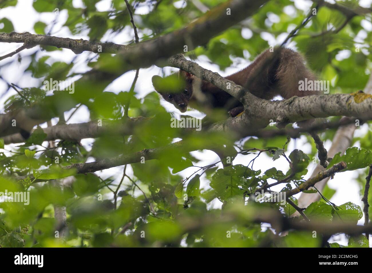 Europäischer Kiefernmarder klettert in einen Baum Stockfoto