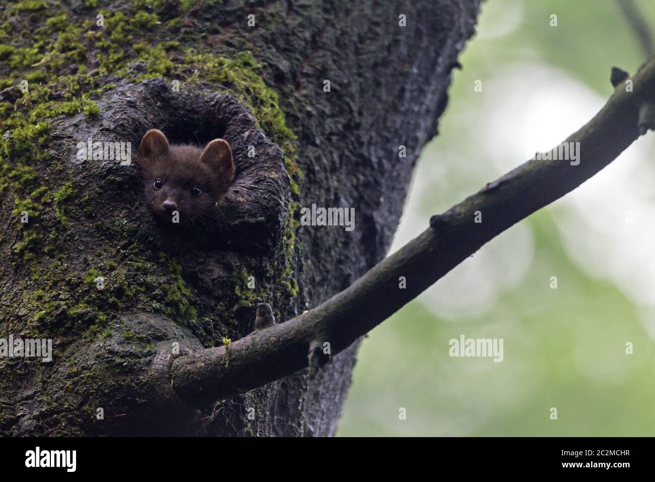 Europäischer Kiefer Marder Kind schaut aus einem Baumloch Stockfoto