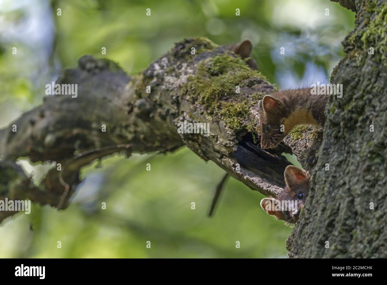 Europäische Pine Marten Kinder schauen aus einem Baumloch Stockfoto