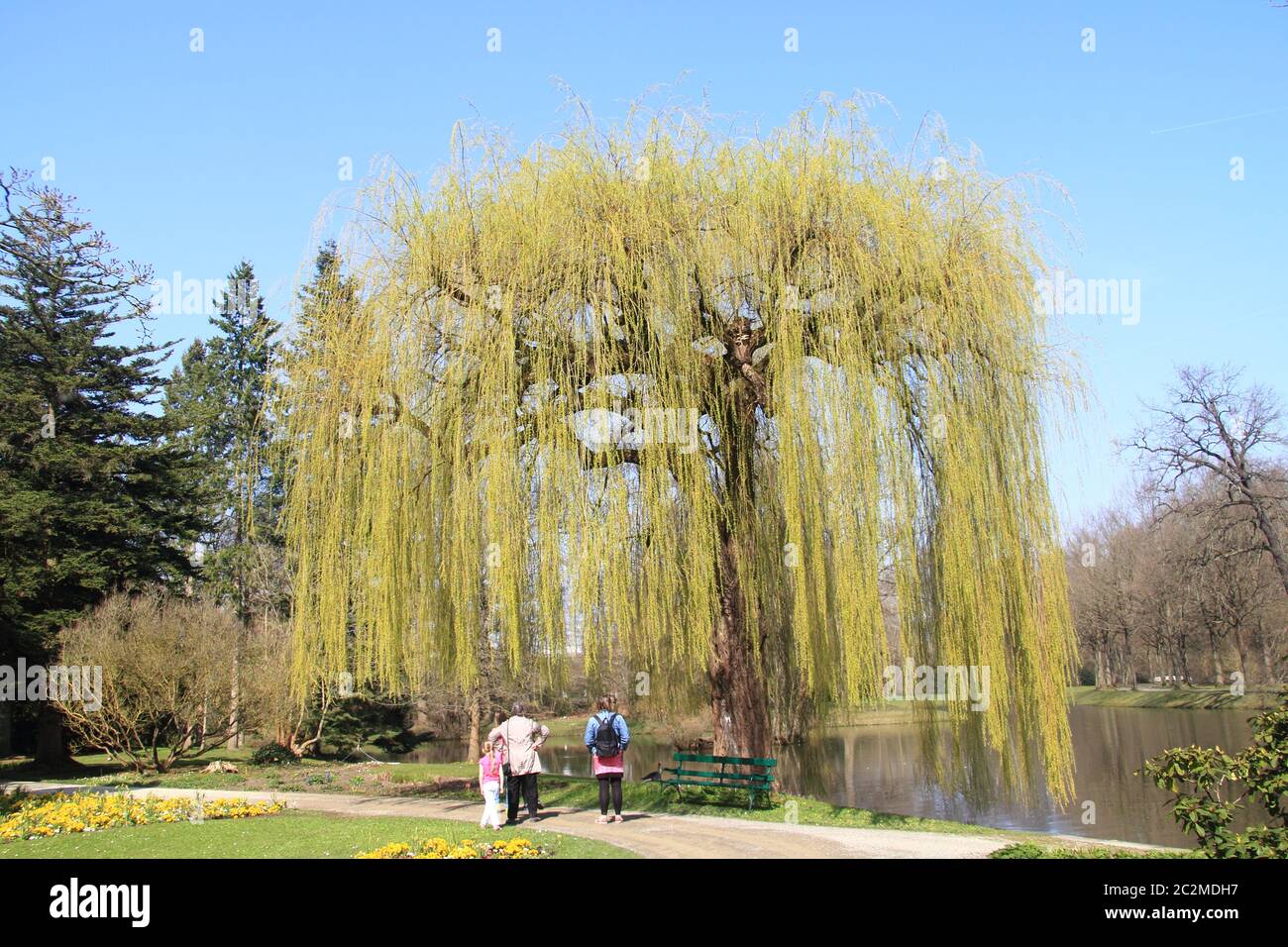 Trauerweide (salix babylonica) Stockfoto