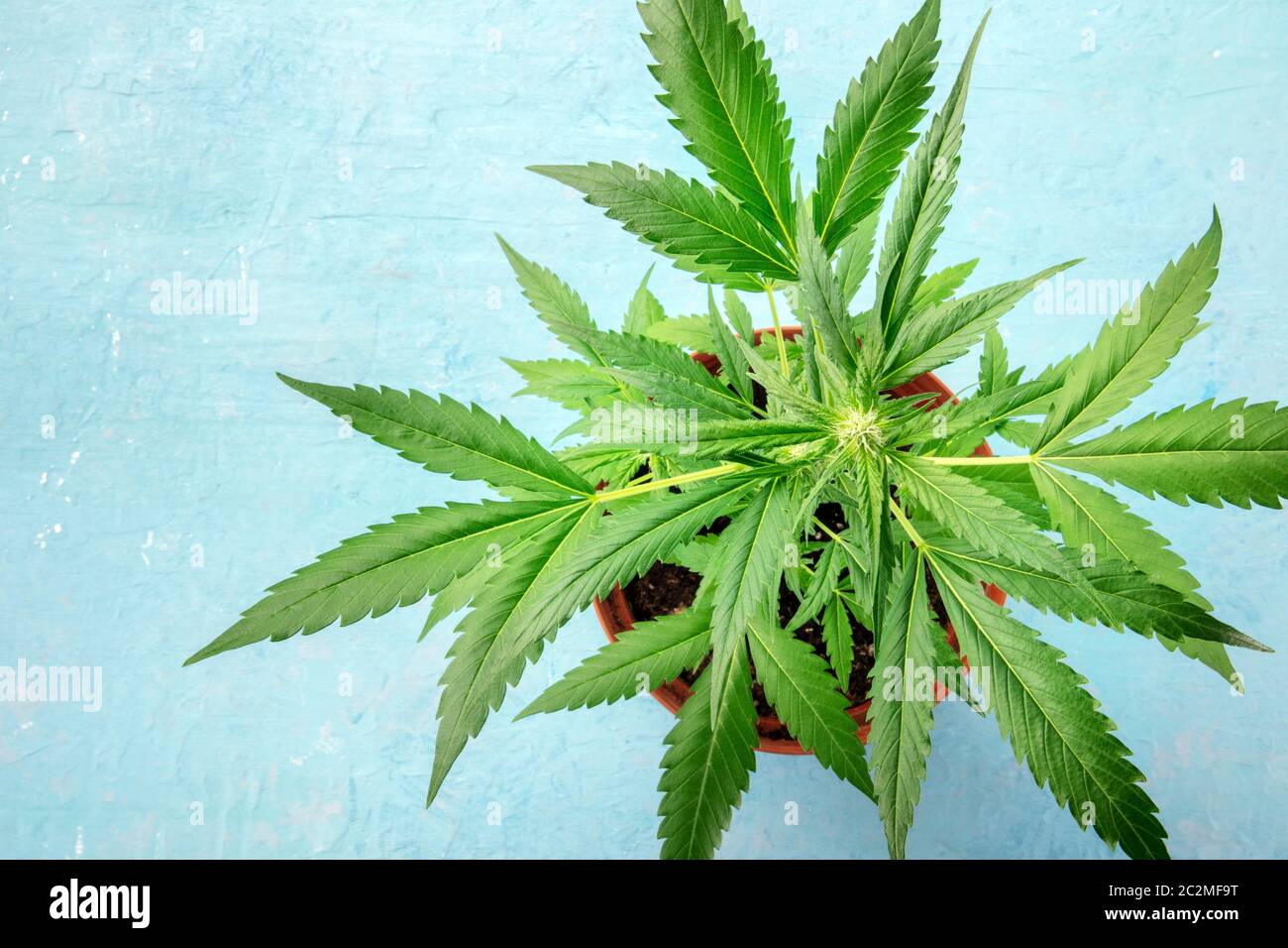 Cannabis Background Copy Space Buds Stockfotos Und Bilder Kaufen Alamy