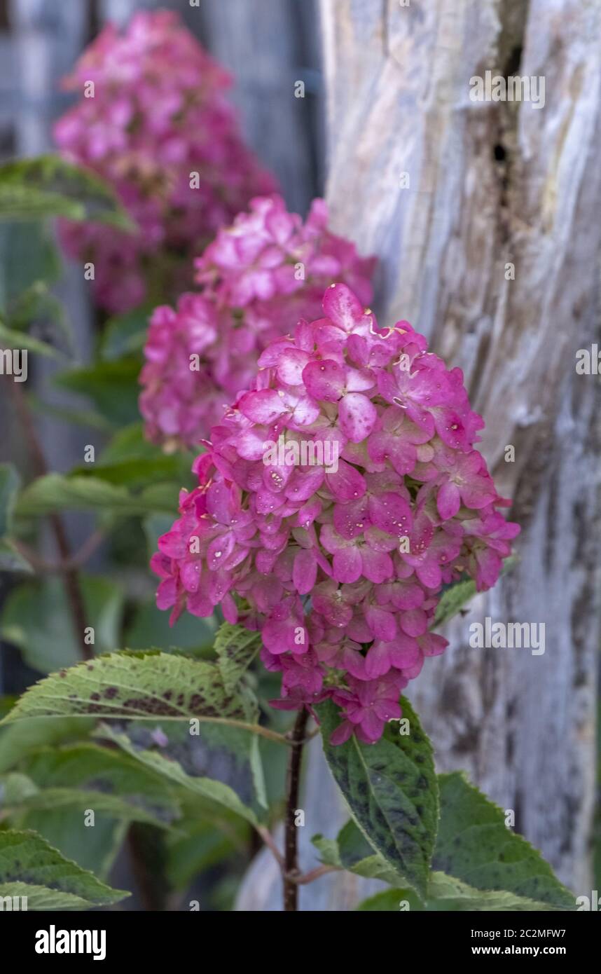 Rispen-Hortensie (Hydrangea paniculata) Stockfoto