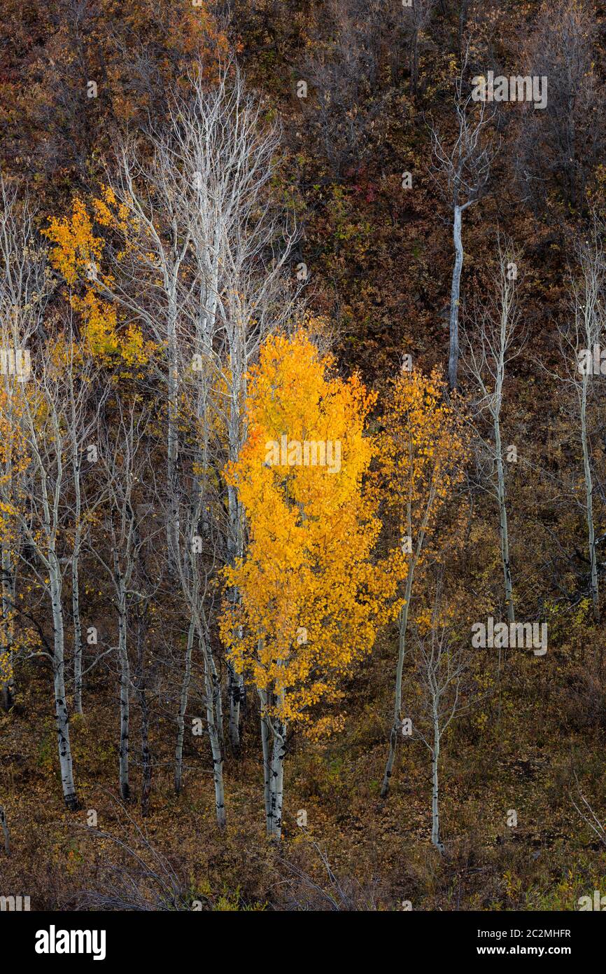 Überlebender, letzter Espenbaum des Herbstes, Dallas Divide, Ouray County, San Juan Mountains, Colorado Stockfoto