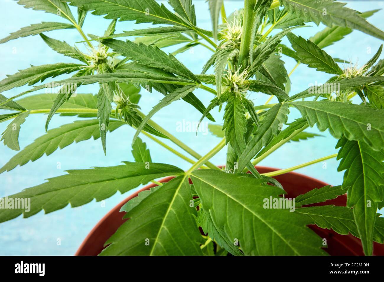 Fast zur Ernte bereit, Cannabis Pflanze mit weißen Narben und trichome Anfang zu erscheinen, wachsende Marihuana zu Hause Stockfoto