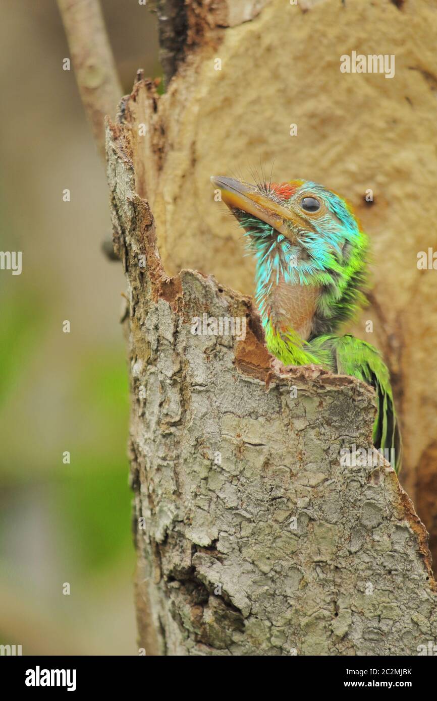 Schöne und niedliche gesichtige blaukehlige Barbesküken (psilopogon asiaticus). Diese bunten tropischen Vögel sind sehr häufig auf dem indischen Subkontinent Stockfoto