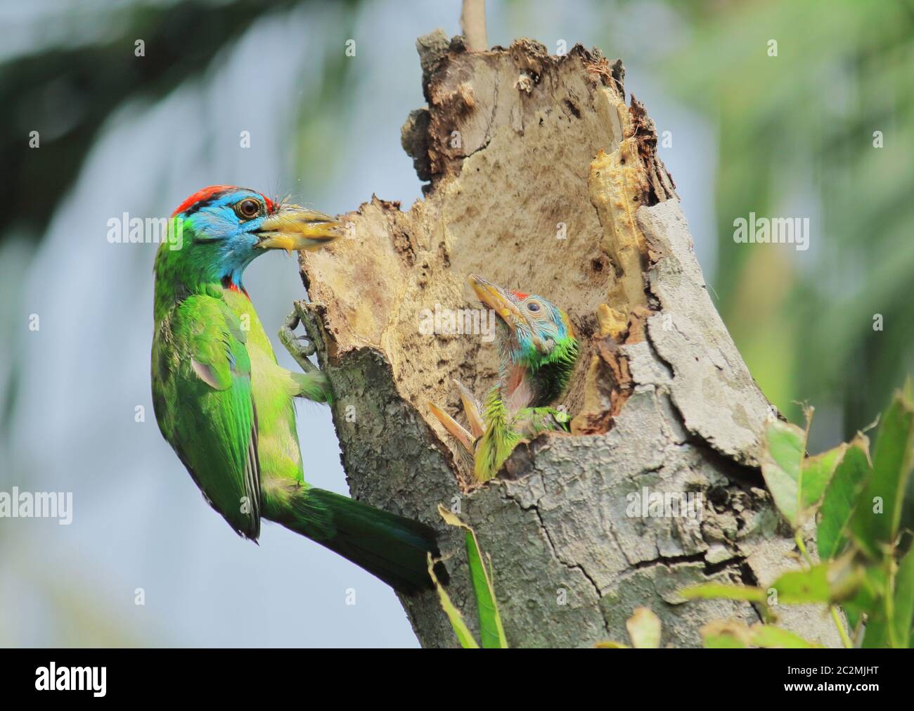 Bunte blaue Kehlbarbet (psilopogon asiaticus) Fütterung seines Babys, Land von West-bengalen in indien Stockfoto