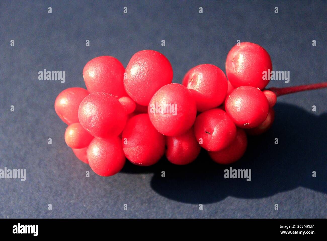 Beeren von Schizandra auf schwarzem Hintergrund. Schizandra reif und rot. Fruchtvitamine. Ernte von Früchten Stockfoto