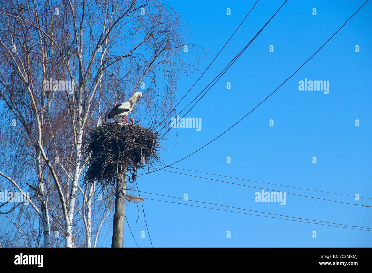 Ein paar Störche sitzen im Nest. Friedliche Vögel auf dem Hintergrund des blauen Himmels Stockfoto