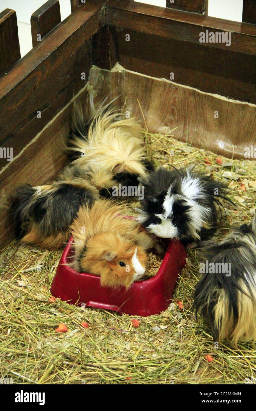 Schöne bunte Versuchskaninchen. Meerschweinchen Freunde. Haustiere Stockfoto