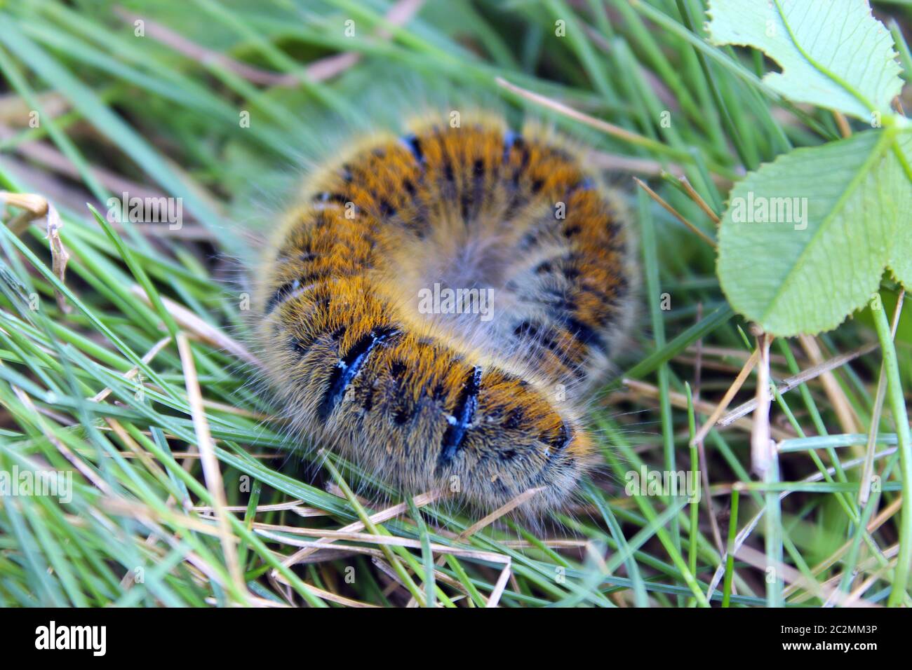 Macrothylacia rubi Caterpillar mit braunen Bändern im grünen Gras. Insekt versteckt im Gras Stockfoto