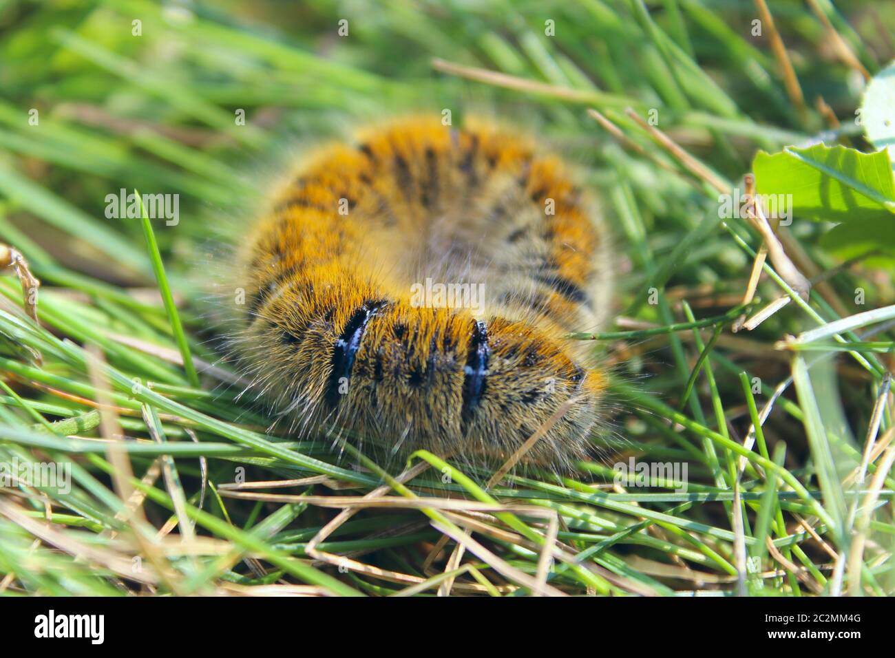Macrothylacia rubi Caterpillar mit braunen Bändern im grünen Gras. Insekt versteckt im Gras Stockfoto
