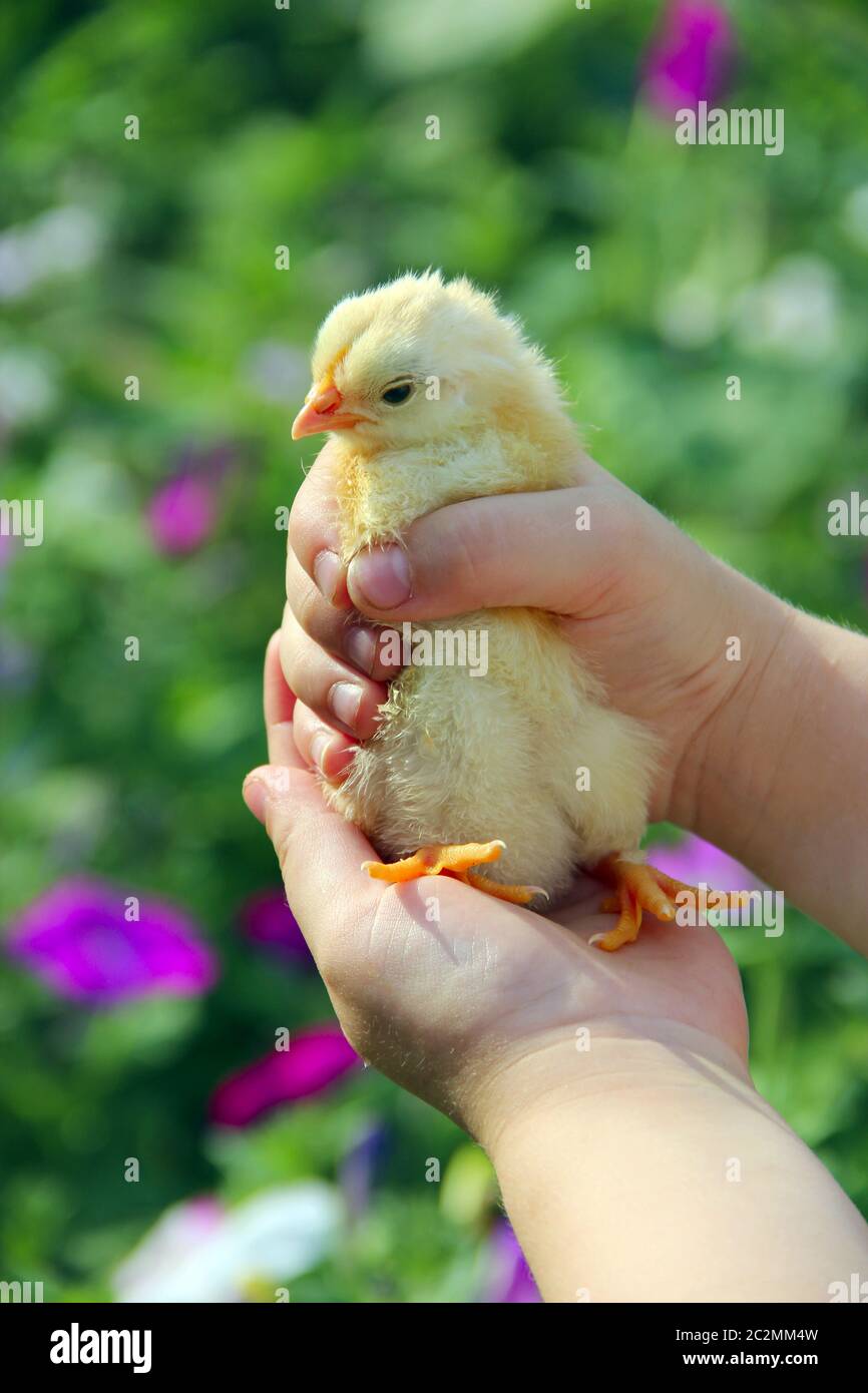 Gelbes Huhn in Kinderhände. Neues Leben. Kleiner Vogel. Gelbes Huhn. Kleines Huhn auf Geflügel Stockfoto