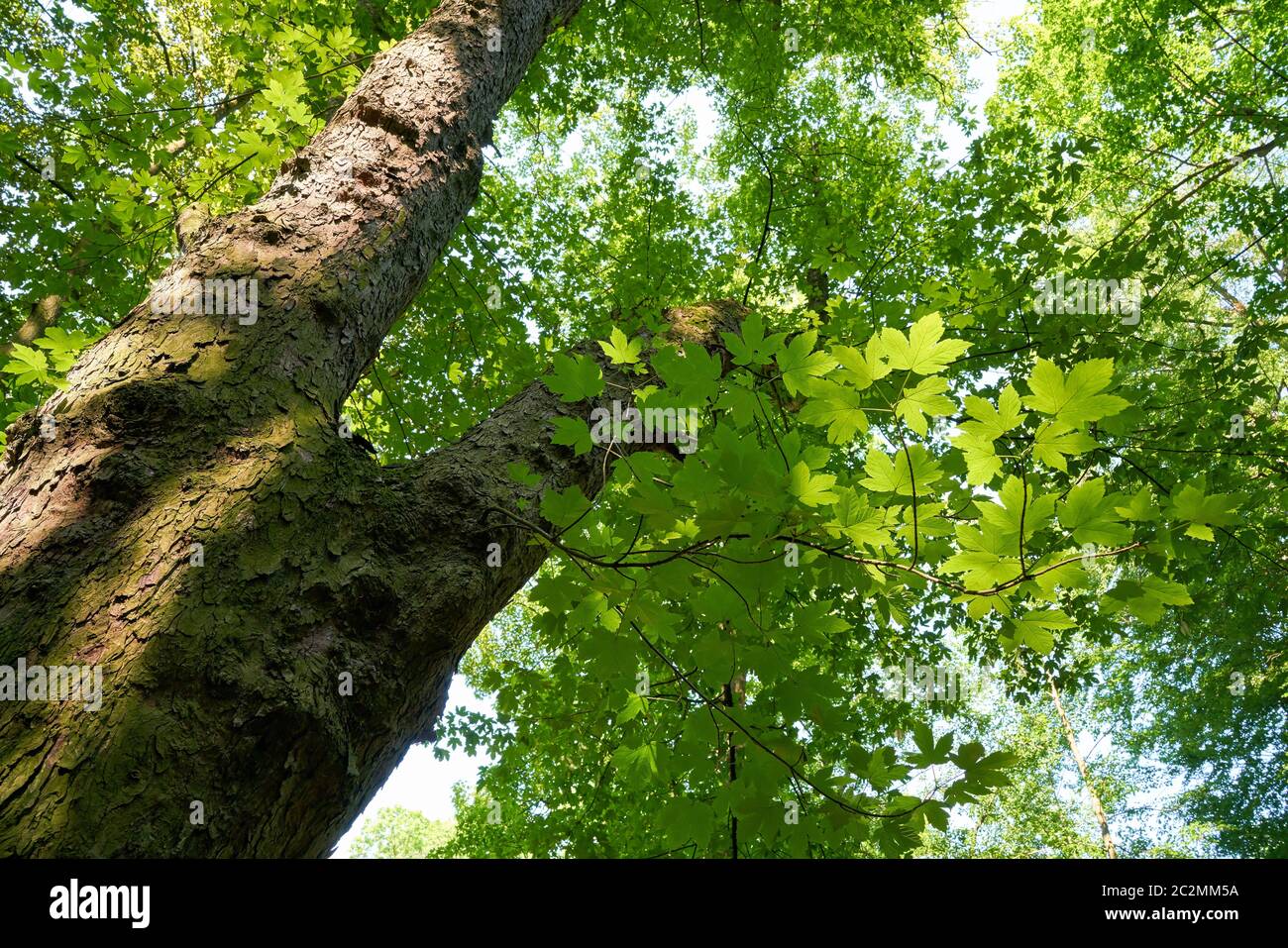 Ahorn auf einem Wanderweg im Thüringer Wald in Deutschland Stockfoto
