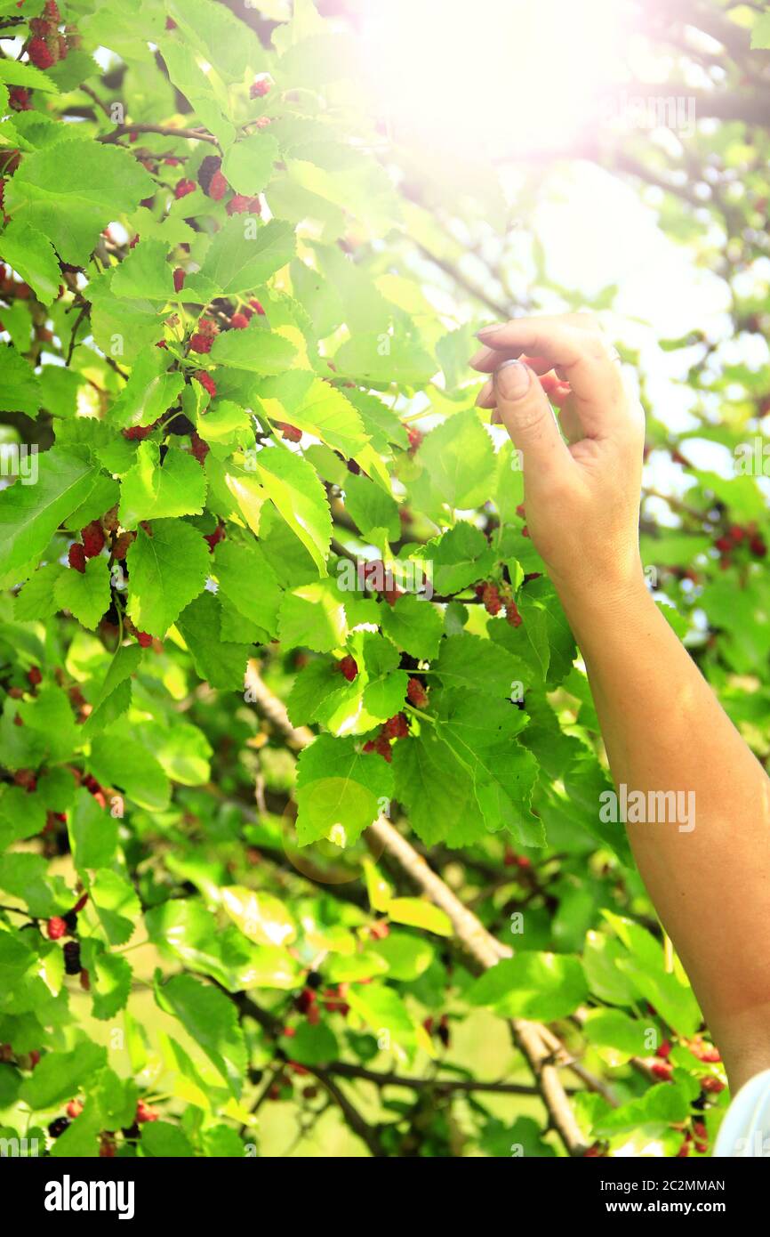 Menschliche Hand, die reife Maulbeere vom Baum pflückt. Maulbeerbeeren. Maulbeerbaum mit reifen Beeren Stockfoto