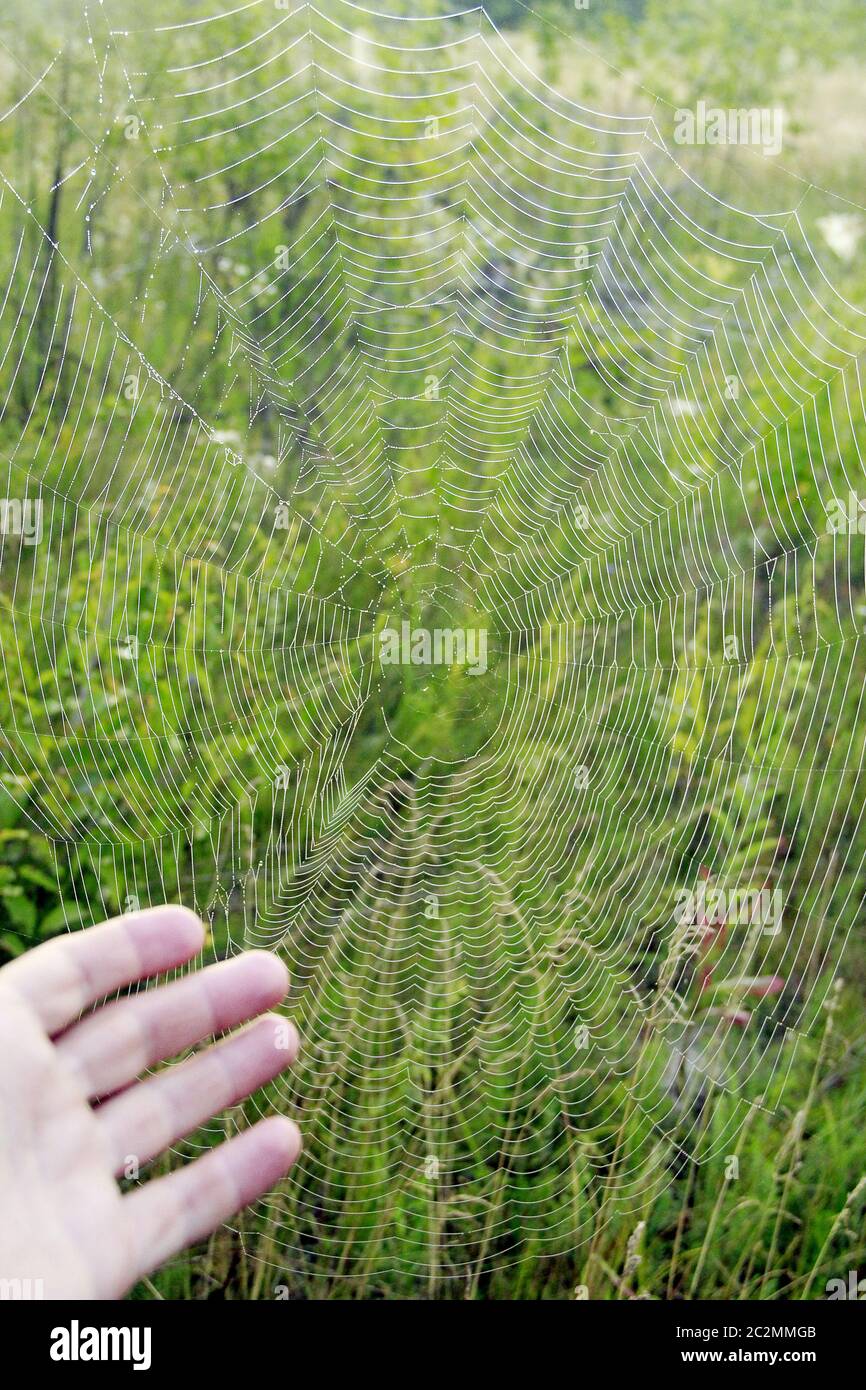 Menschliche Hand, die auf das Netz der großen Spinne mit Tau-Tropfen bei der Morgendämmerung hinweist. Nasses Gras vor der Sonne aufgehen Stockfoto
