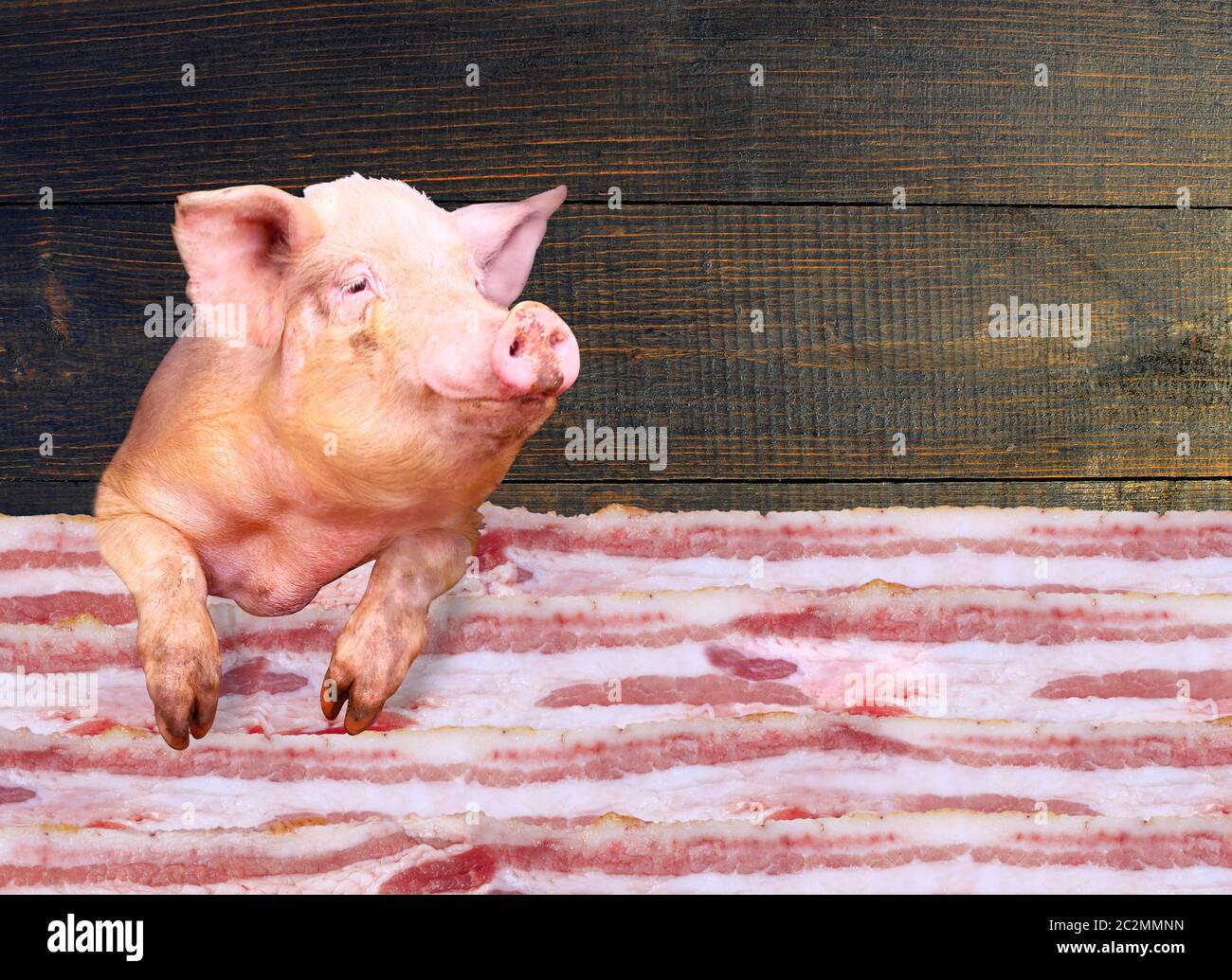 Schwein, der auf dunklem Holzhintergrund über Schichten von Lords schaut. Schild für Metzgerei Stockfoto