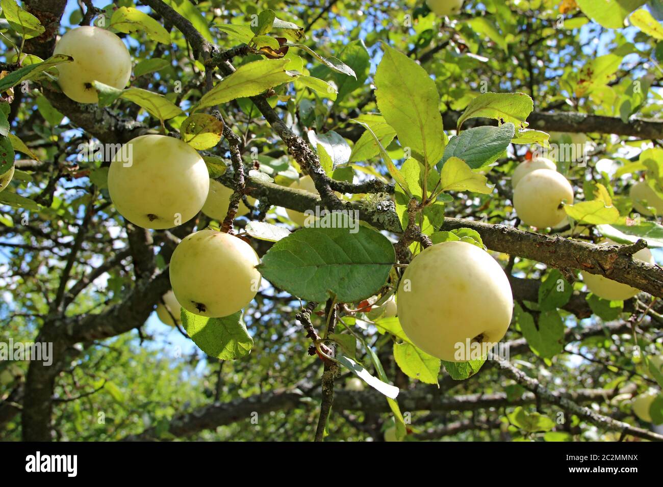 Reife Äpfel hängen im Garten an Baum. Reiche Ernte von weißen Äpfeln in ländlichen Garten Stockfoto