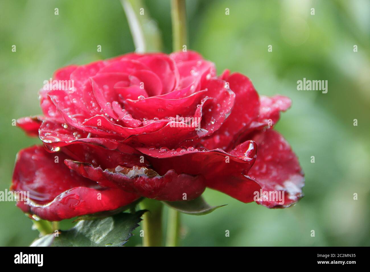 Rote Rose blüht im Garten nach Regen. Schöne Blume Nahaufnahme blüht im Garten. Wunderschönes Flo Stockfoto