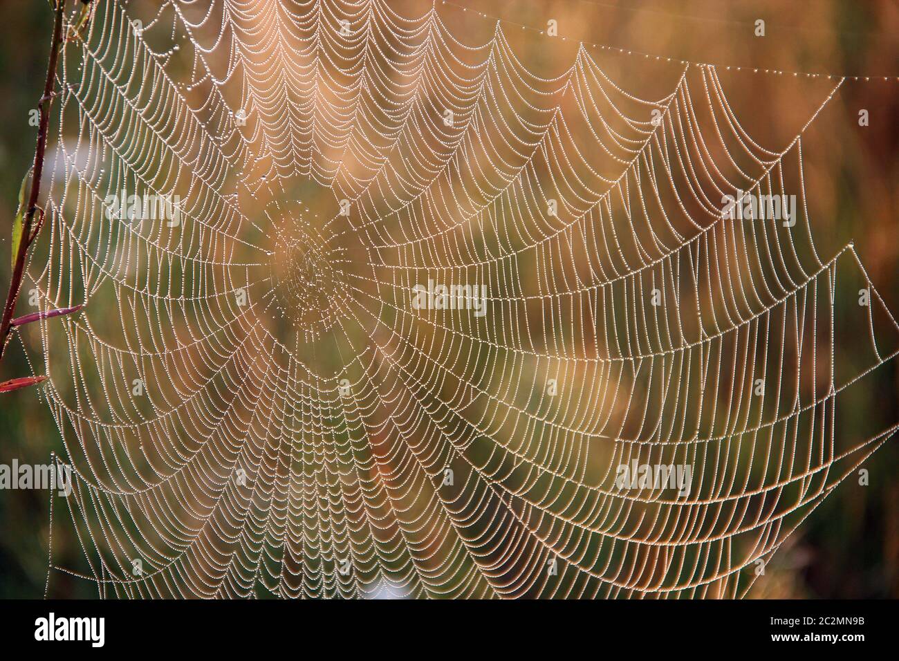 Spinnennetz Nahaufnahme mit Tau Tropfen in der Morgendämmerung. Nasses Gras vor der Sonne aufgehen. Spinnennetz mit Tröpfchen Stockfoto