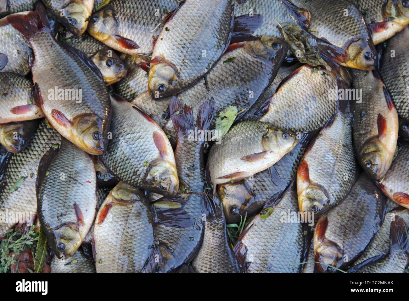 Gefangen Karauschen auf grünem Gras. Erfolgreiche Fischerei. Viel Karausche (Carassius carassius) Stockfoto