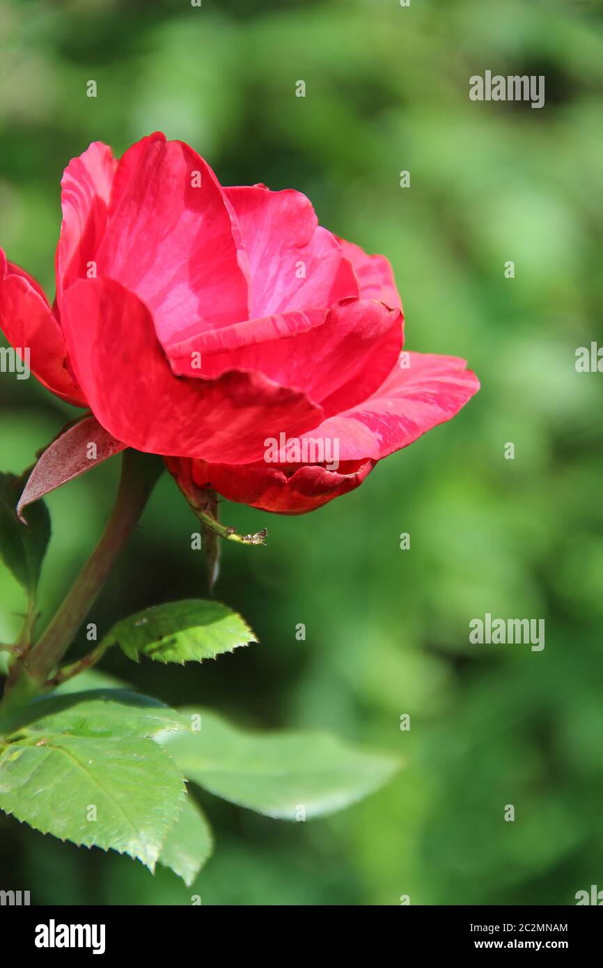 Rote Rose wächst im Garten. Schöne Blume Nahaufnahme Blüte im Garten Stockfoto