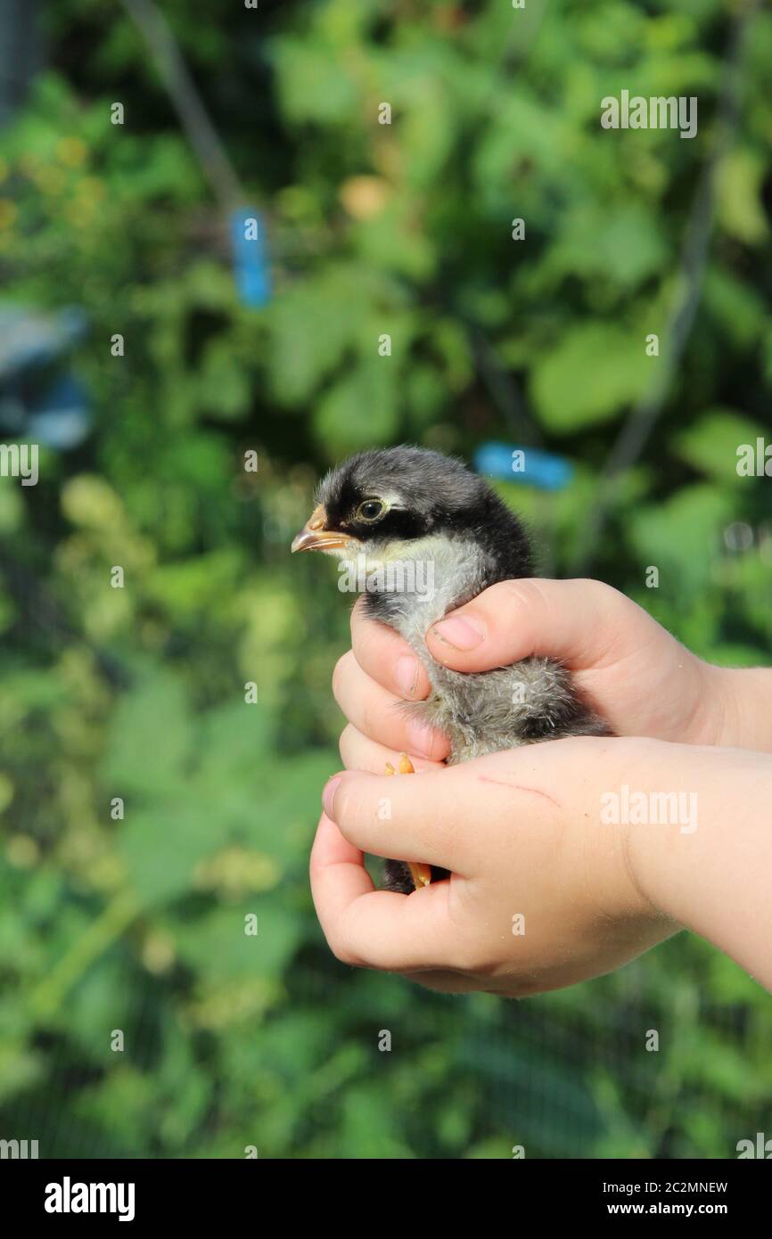 Huhn in Kinderhände. Neues Leben. Kleiner Vogel. Kleines Huhn auf Geflügelfarm. Baby Hähnchen Stockfoto