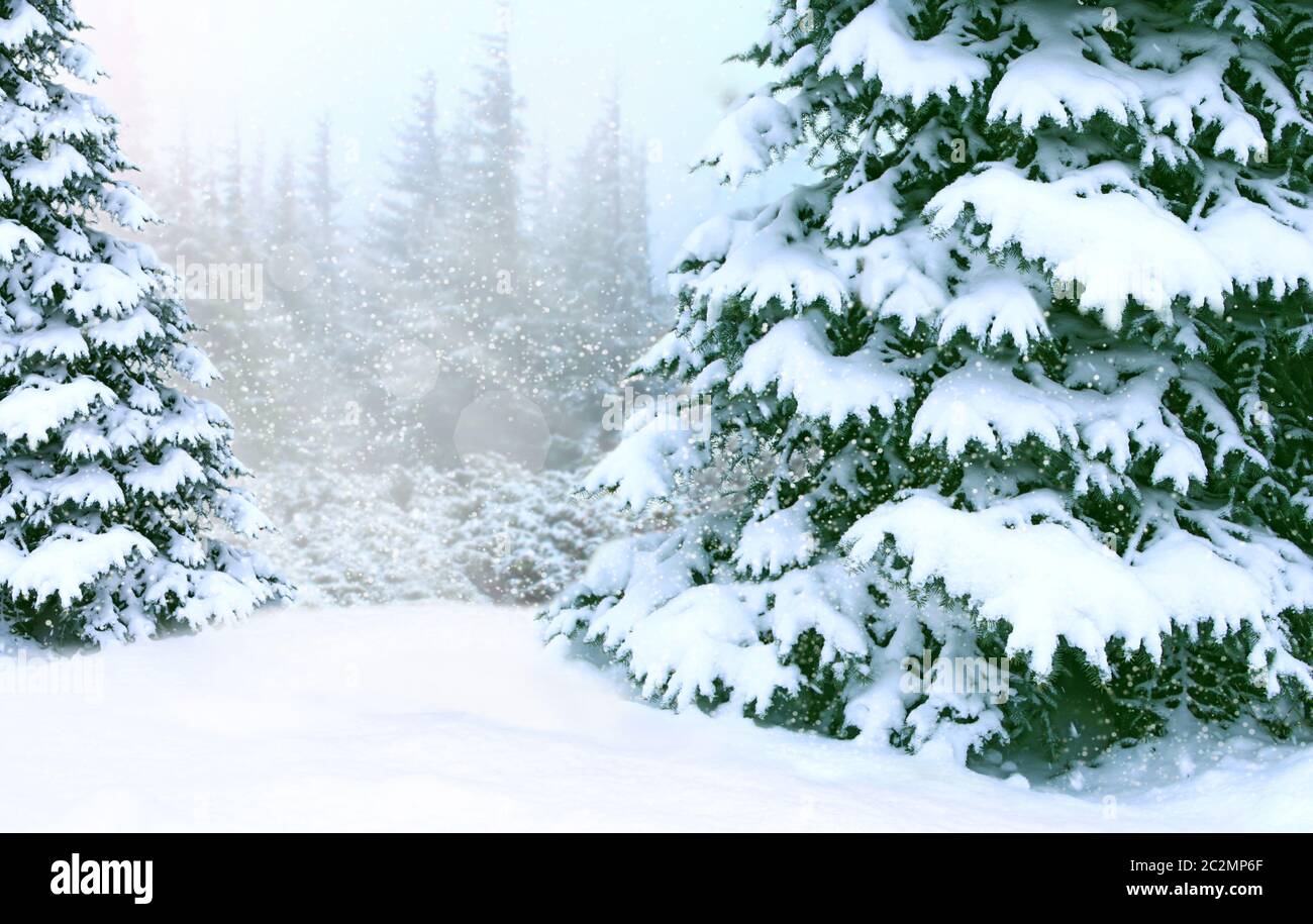 Winterwald mit Fichten bedeckt mit Schnee im Wald. Fichten im Schnee stehen im Winterholz Stockfoto