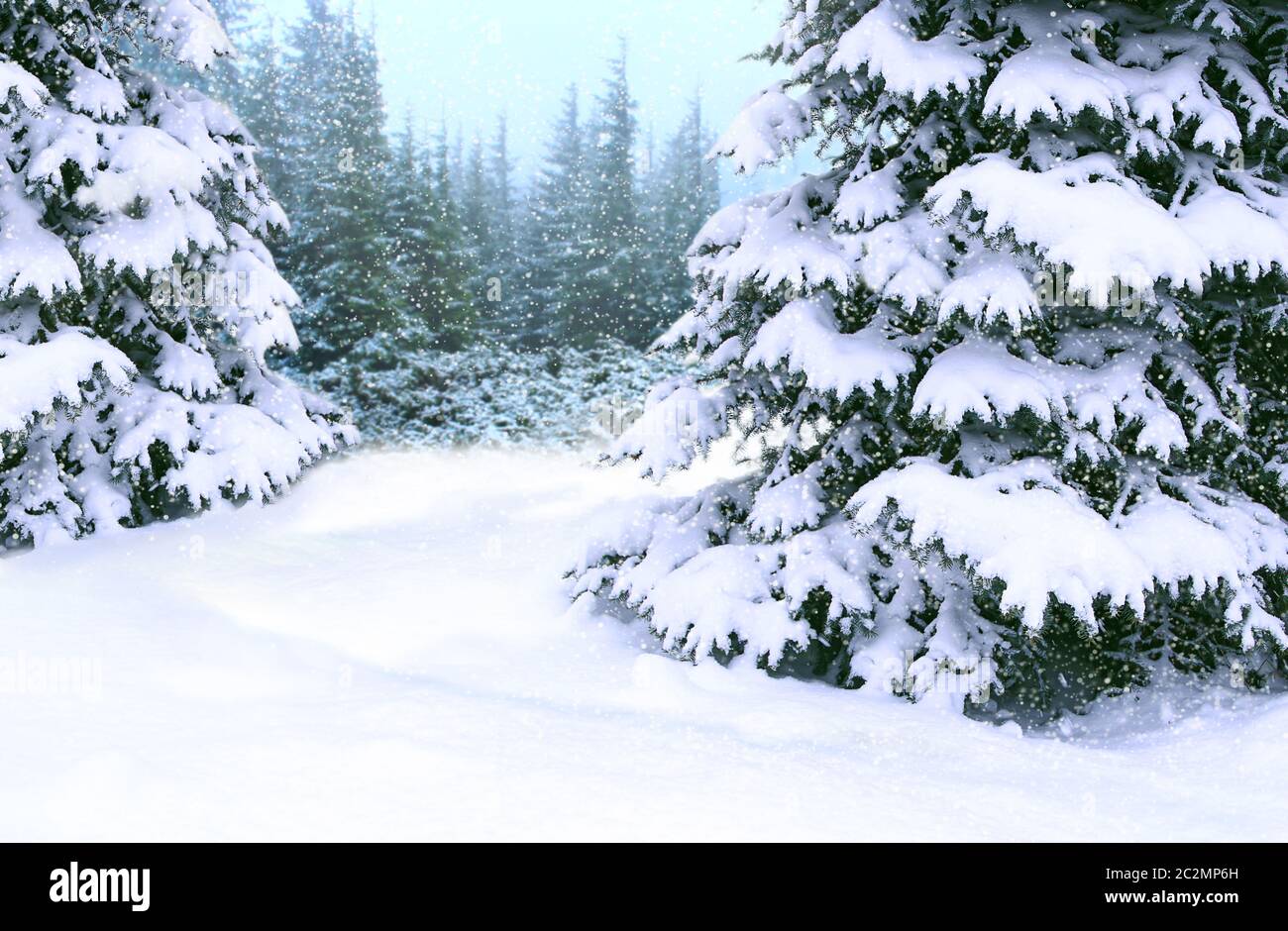 Winterwald mit Fichten bedeckt mit Schnee im Wald. Fichten im Schnee stehen im Winterholz Stockfoto