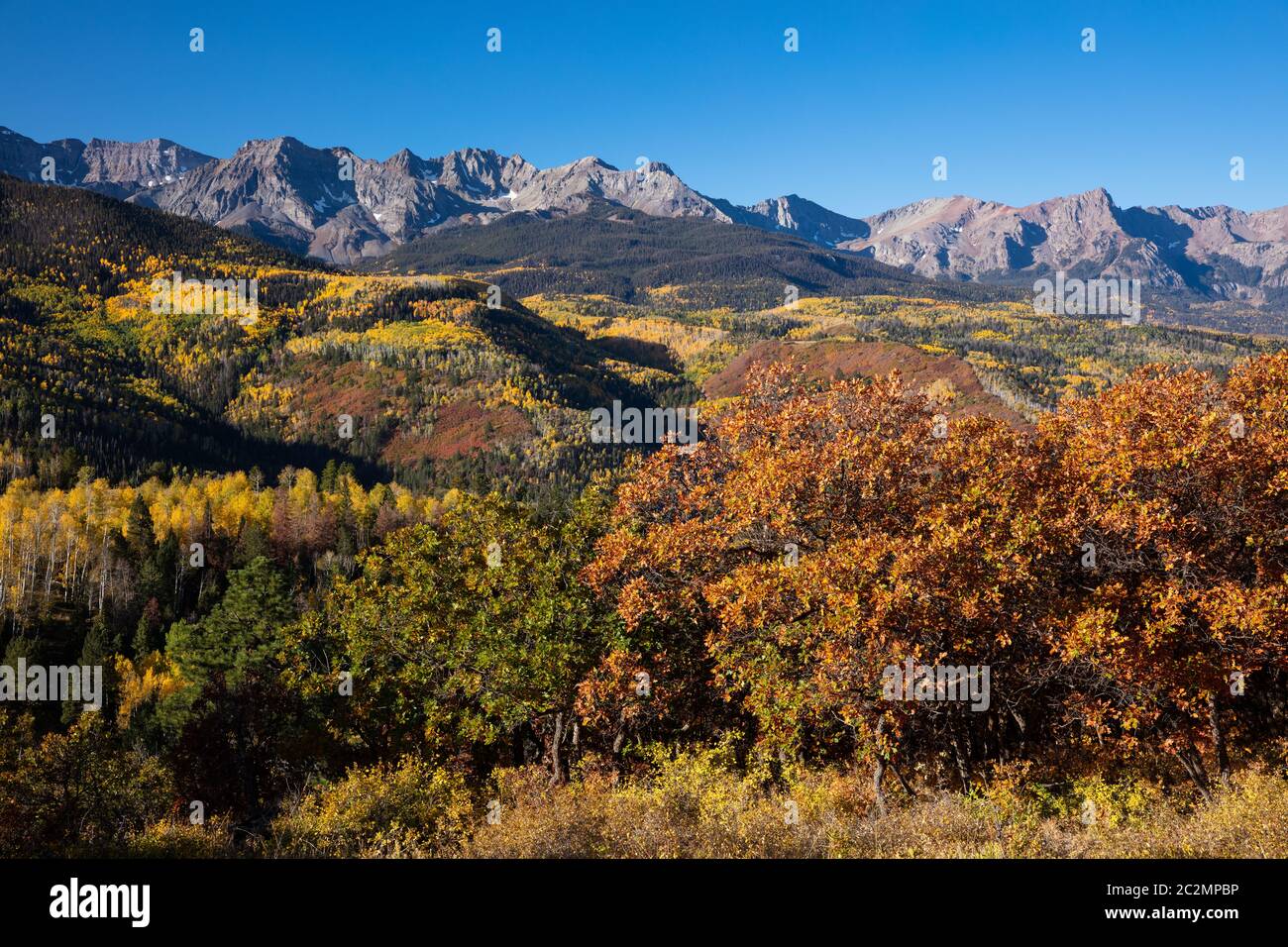 Herbstlaub, County Road 5, Miller Mesa, Sneffels Range, San Juan Mountains, Colorado Stockfoto