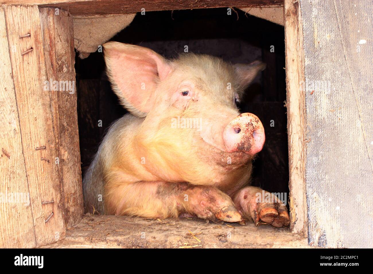 Schwein, der aus dem Fenster des Schuppen auf dem Bauernhof schaut. Amüsantes Haustier. Nutztier Stockfoto