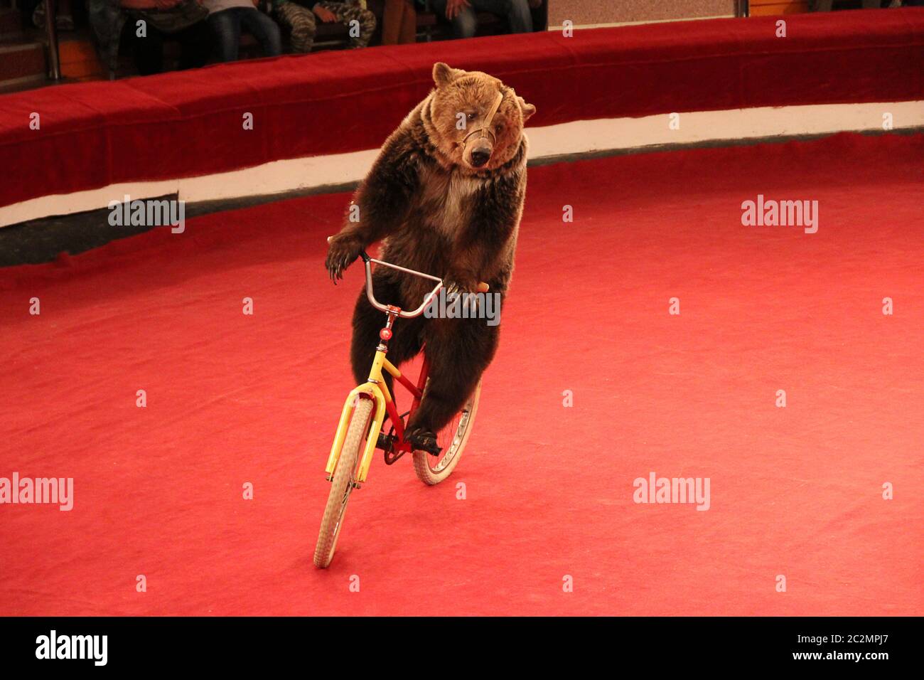 Amüsant Bär Reiten Fahrrad rund um Zirkus Arena. Performance mit trainiertem Bär im Zirkus Stockfoto