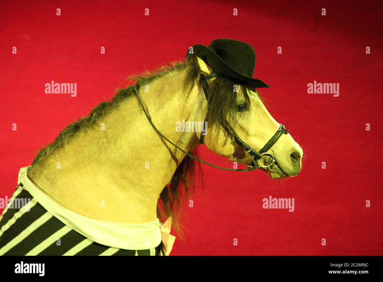 Pferd in Kappe Durchführung im Zirkusring. Schönes Porträt von Zirkus modischen Tier Stockfoto