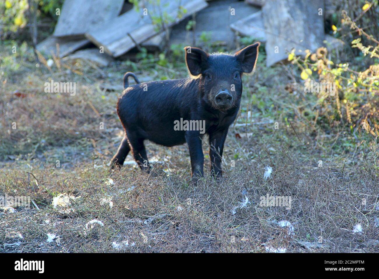 Schwarzes Ferkel steht auf einem Hügel. Haustiere im Dorf. Junges Schwein auf dem Bauernhof Stockfoto