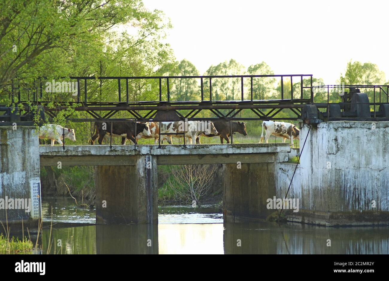 Kühe, die von der Weide über die Brücke über den Fluss zurückkehrten. Herde Kühe gehen auf Brücke über den Fluss Stockfoto