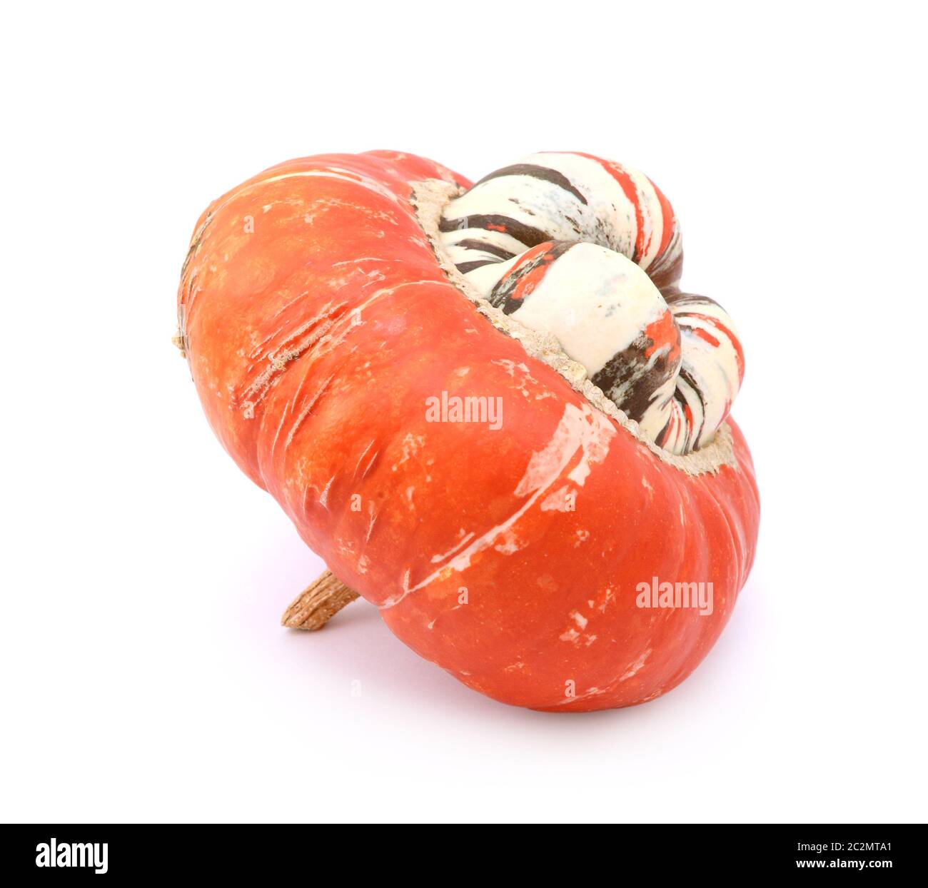 Profil von ungewöhnlichen Turks Turban Squash mit angehobenem weißen Mitte und Thin orange und braune Streifen auf weißem Hintergrund Stockfoto