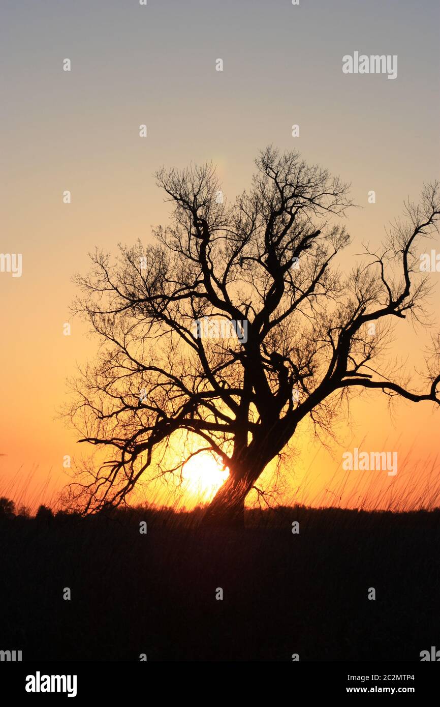 Tree Sunset Silhouette in Kansas Stockfoto