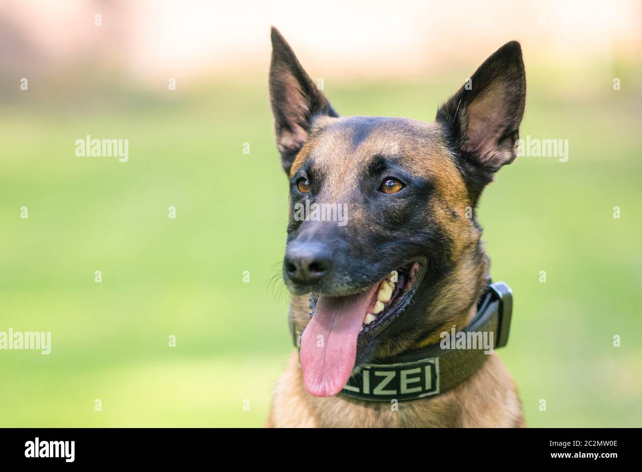 Rastede, Deutschland. Mai 2020. Der Diensthund Simba, ein belgischer Schäferhund im Besitz des Landes Niedersachsen, sitzt auf einer Wiese. Kredit: Mohssen Assanimoghaddam/dpa/Alamy Live Nachrichten Stockfoto