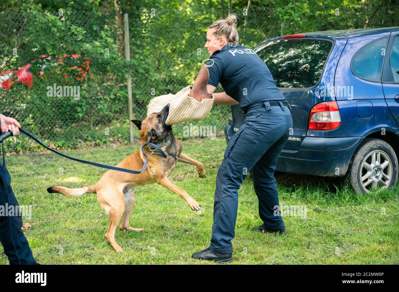 Rastede, Deutschland. Mai 2020. Der Diensthund Surt, ein belgischer Schäferhund im Besitz des Landes Niedersachsen, trainiert mit seinem Diensthundführer. Kredit: Mohssen Assanimoghaddam/dpa/Alamy Live Nachrichten Stockfoto