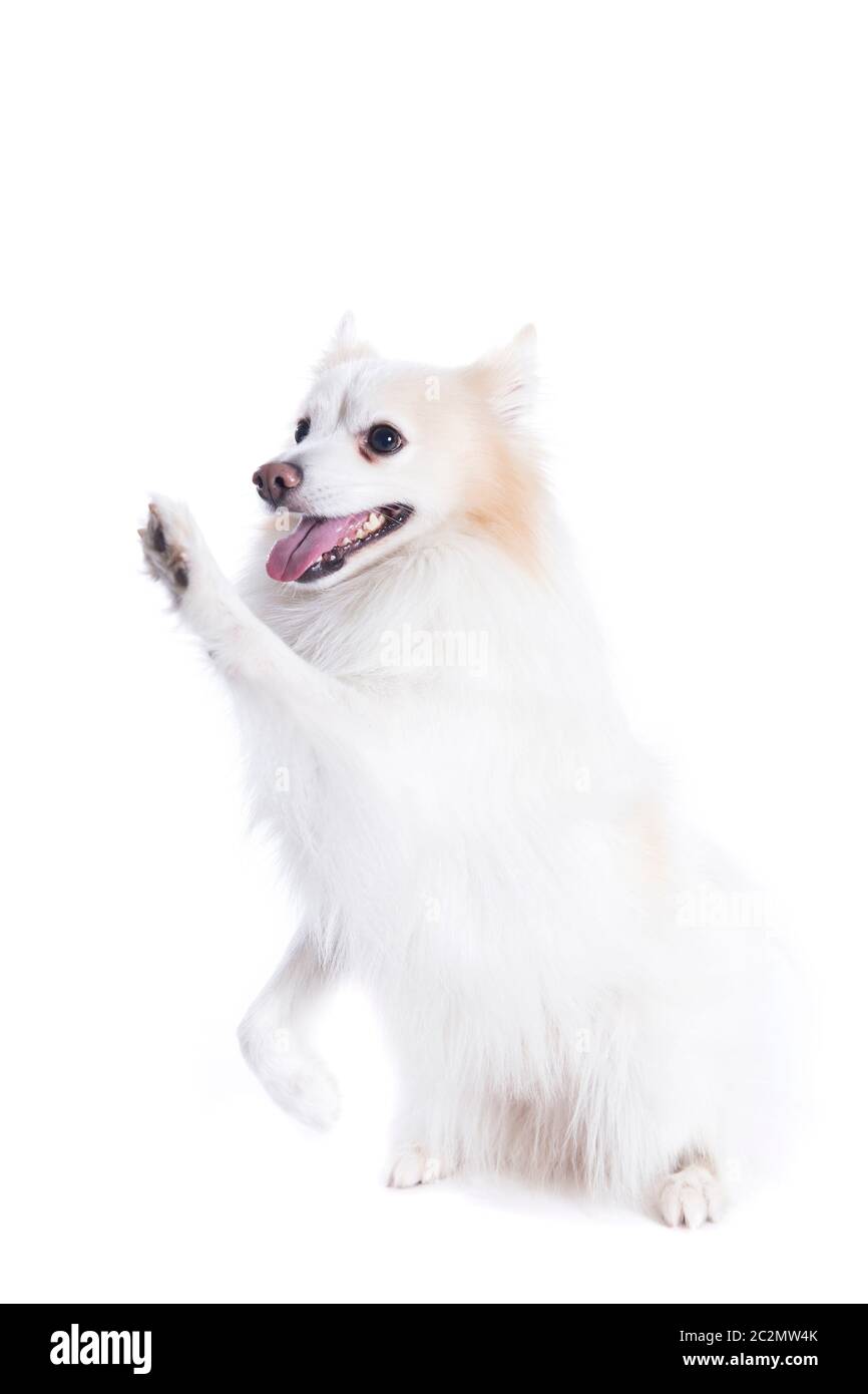 Junger Hund mit weiß und beige Fell und das gibt die Pfote Stockfoto