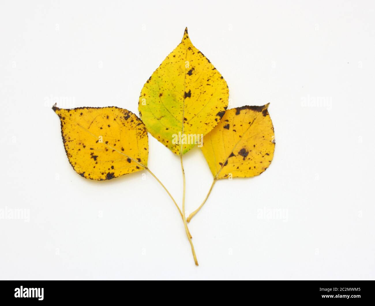 Gelbe Blätter Stockfoto