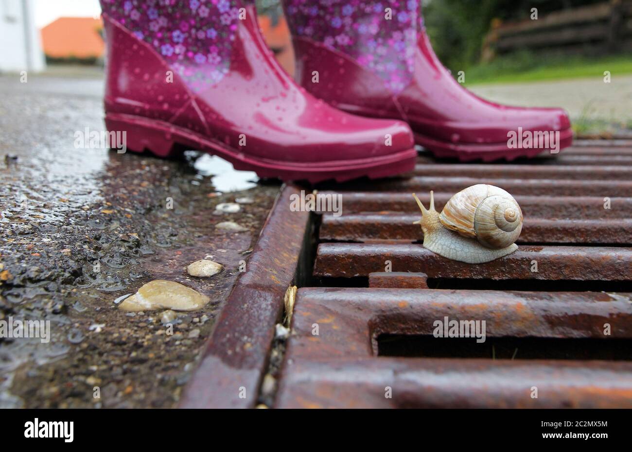 Rosa Gummistiefel auf einem Drainageraster mit Schnecke bei regnerischem Wetter Stockfoto